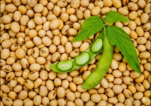 soyabean
